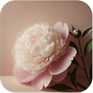 Mindfulness & Zelfcompassie - Praktijk Lilibooi